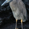 Yellow-crowned Night-Heron